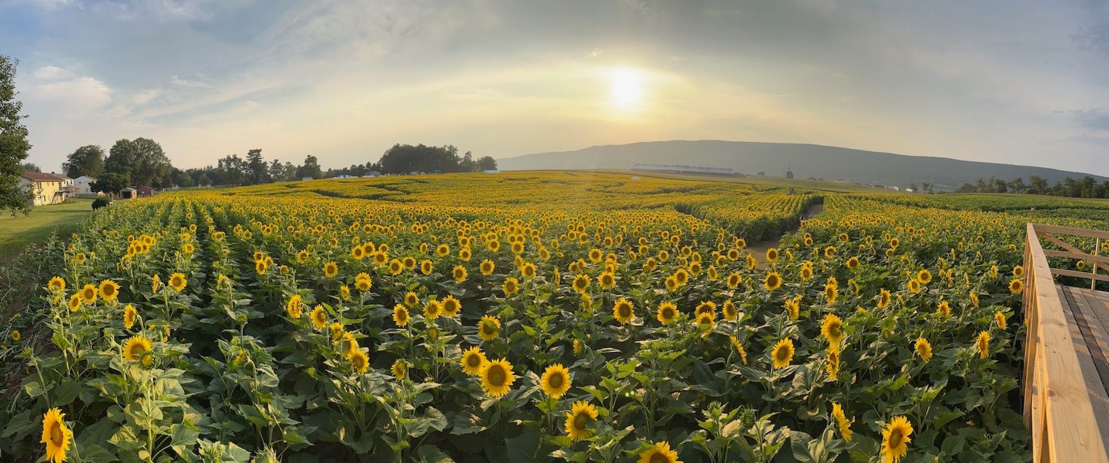Sunflower maze event in mill hall
