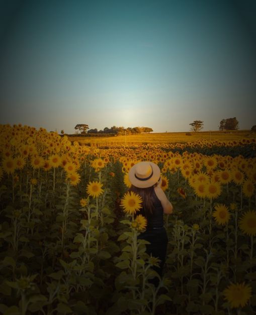 sunflower maze near state college 