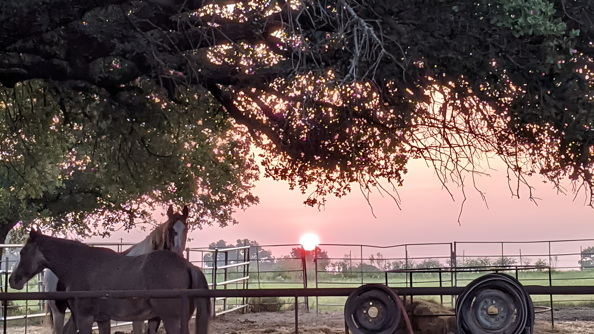 Horses under a tree at sunset. Pink sky, metal fence, tire rims visible.