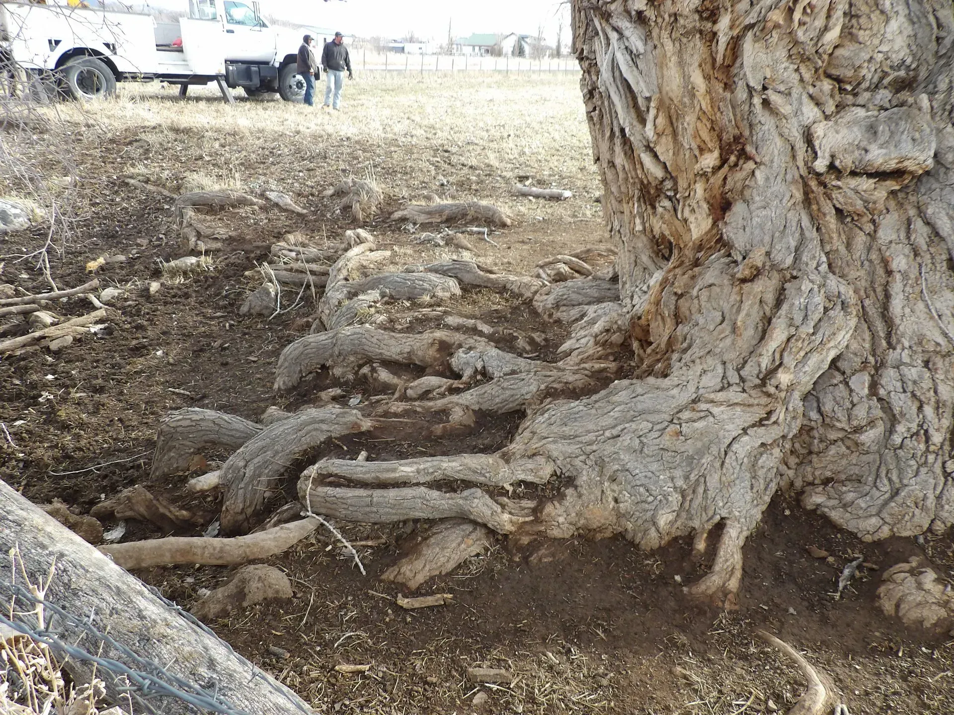 A white truck is parked in a field next to a large tree.