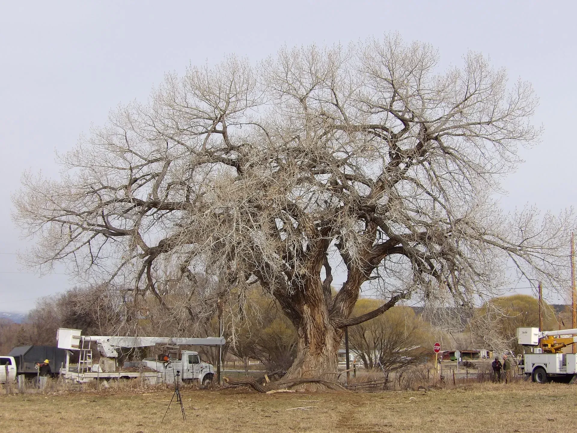 A large tree with white flowers is in the middle of a field.