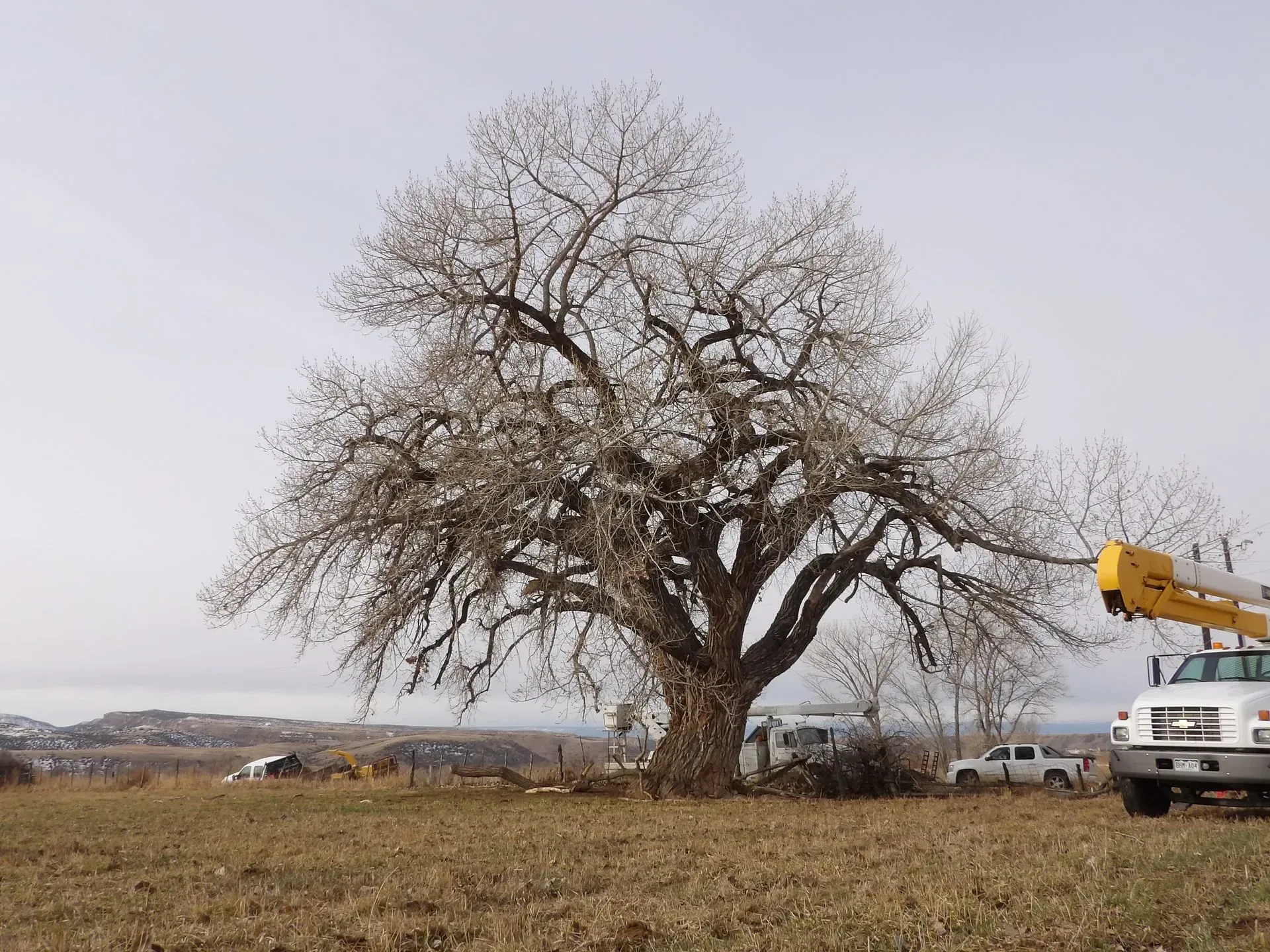 A truck with a crane on top of it is cutting a tree in a field.