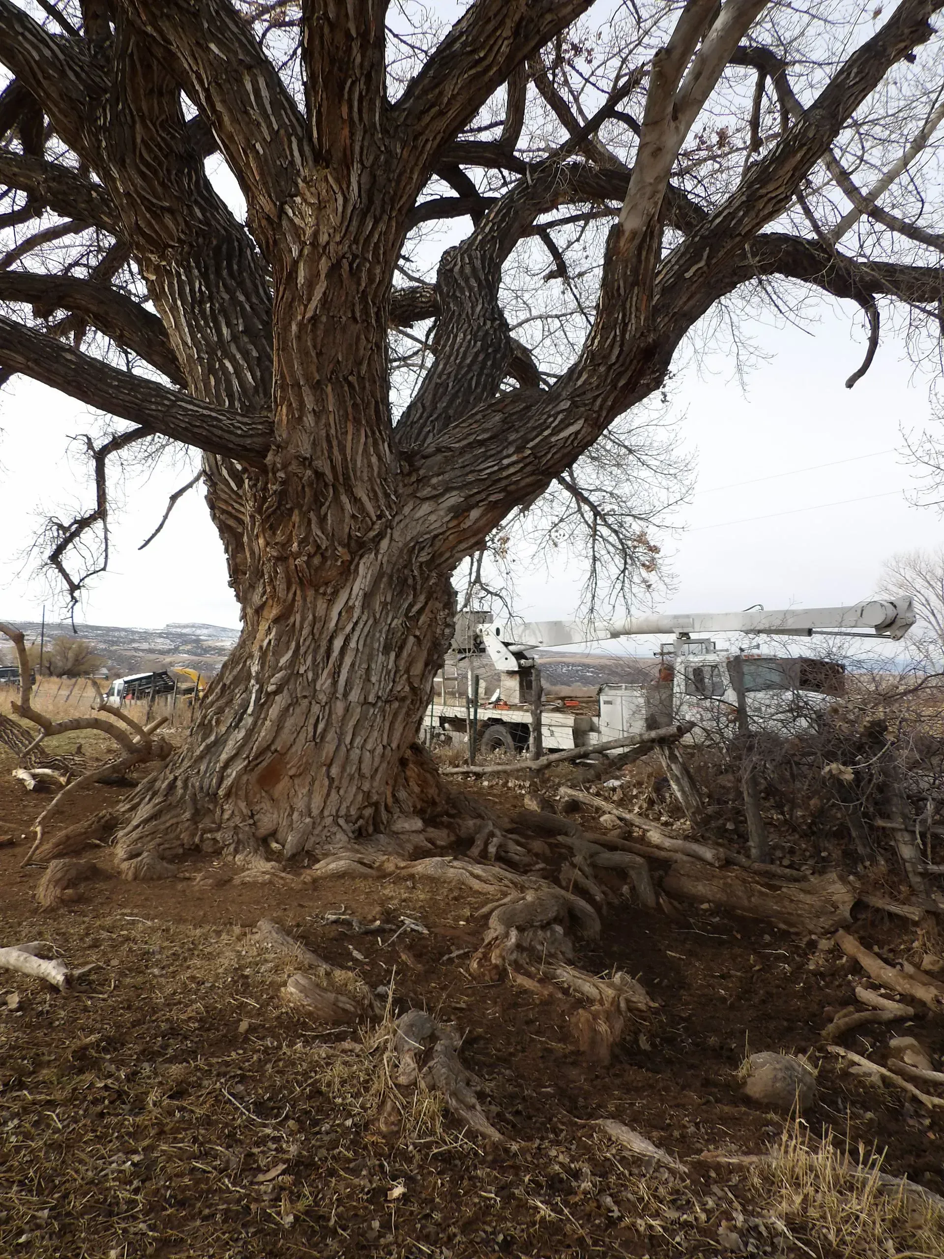 A large tree with a lot of branches is in the middle of a dirt field.