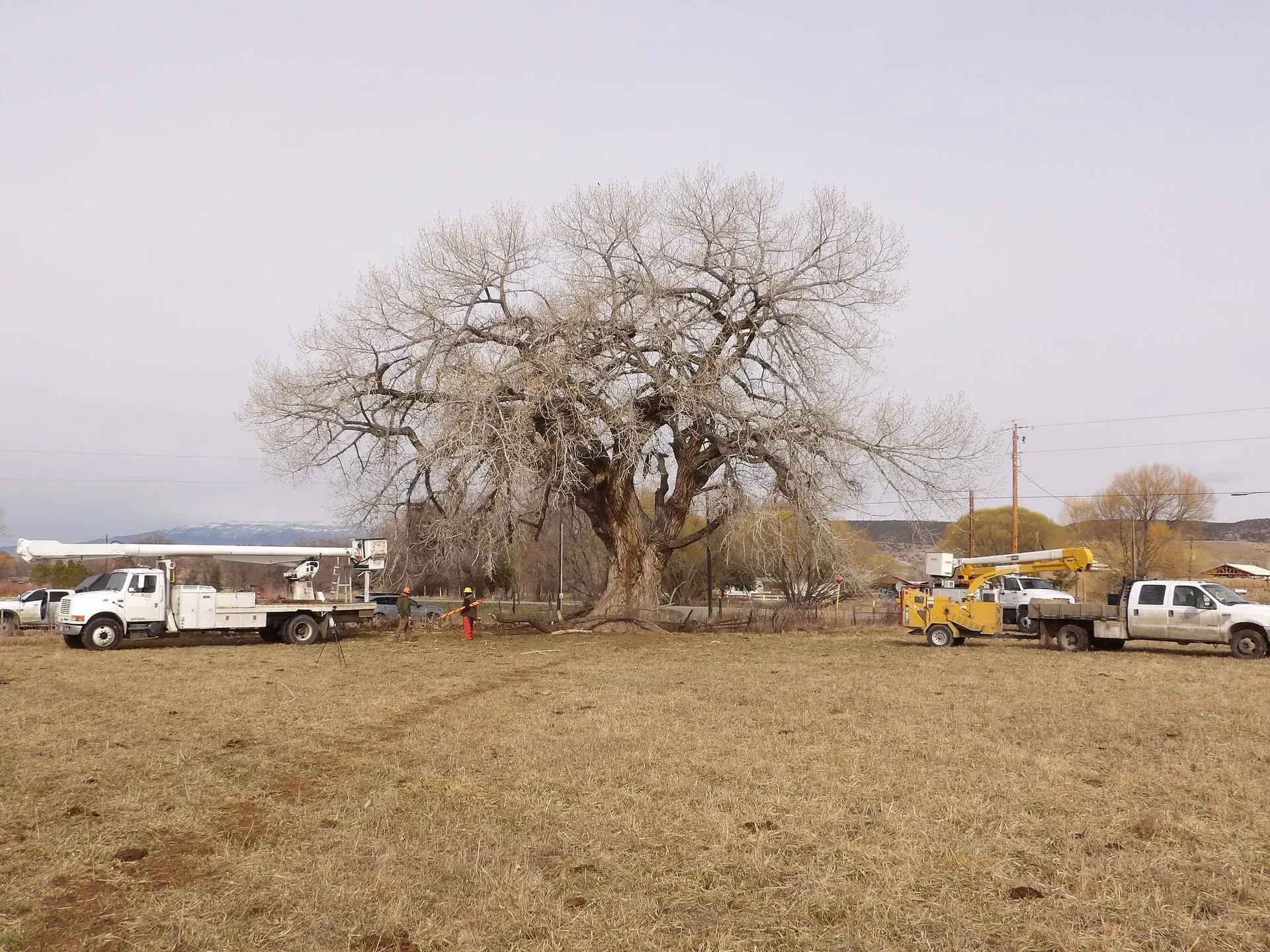 A truck is parked in a field next to a tree.