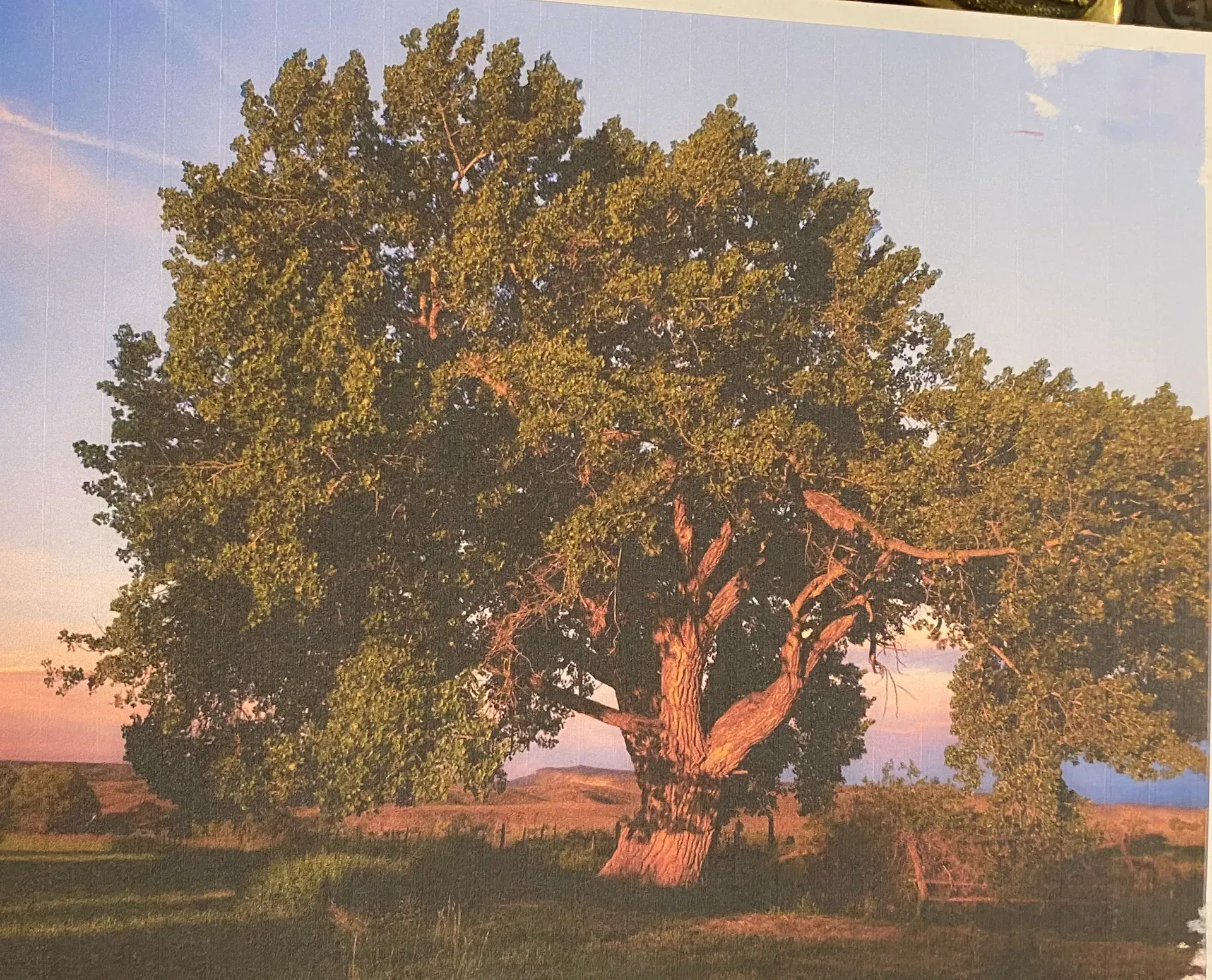 A large tree in a field with a blue sky in the background