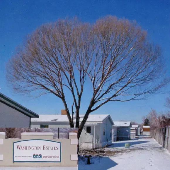 A sign for washington estates is in front of a tree
