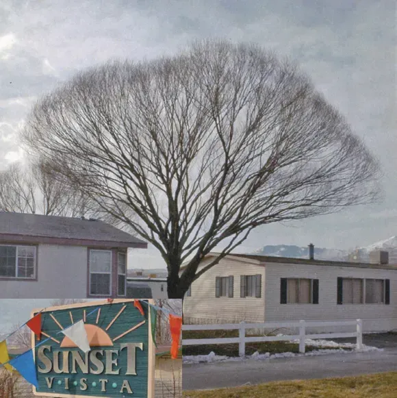 A sign that says sunset on it in front of a tree