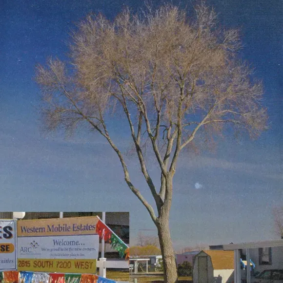 A sign for western mobile estates is in front of a tree