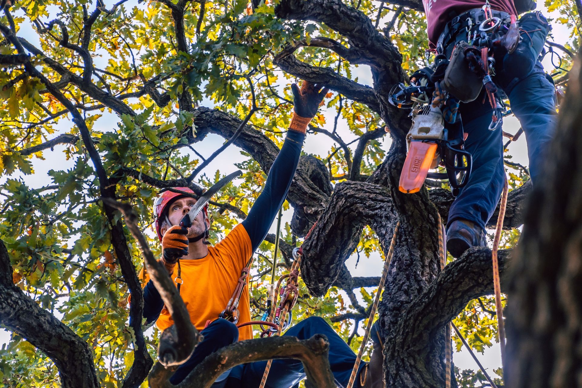 Two workers in safety gear and helmets use chainsaws while secured by ropes in the canopy of a large, leafy tree.
