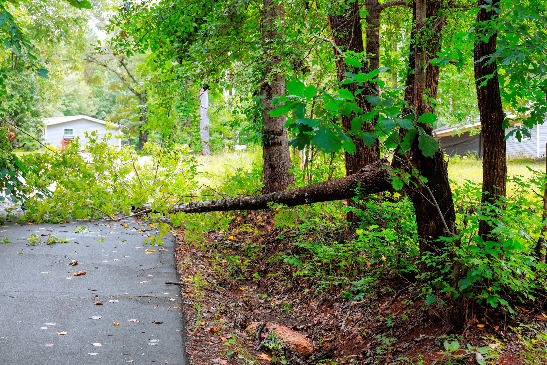 A fallen tree branch extends horizontally across a paved driveway in a wooded residential yard.