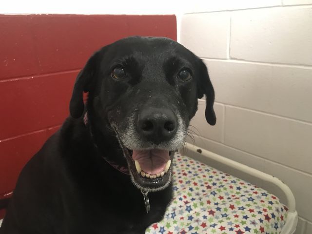 Black Dog — Fond Du Lac, WI — Curve Crest Kennels Canine Country Club