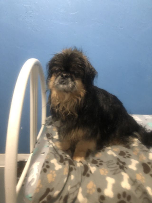 Dog In Bed — Fond Du Lac, WI — Curve Crest Kennels Canine Country Club