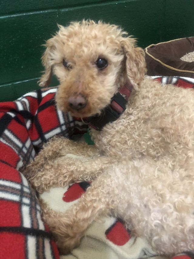 Light Brown Dog — Fond Du Lac, WI — Curve Crest Kennels Canine Country Club