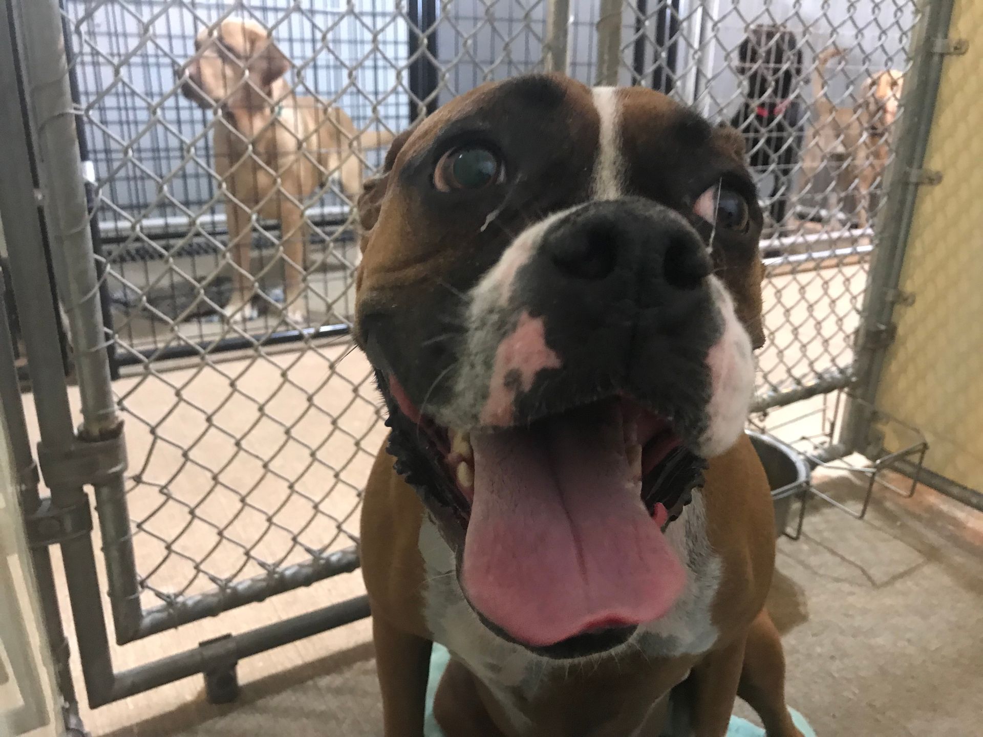 Kennels Fond Du Lac, WI Curve Crest Country Club