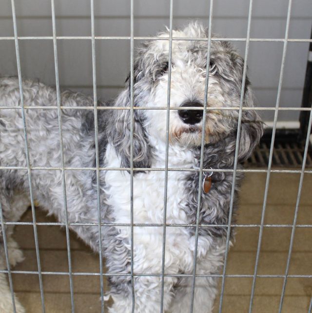 Gray & White Dog — Fond Du Lac, WI — Curve Crest Kennels Canine Country Club