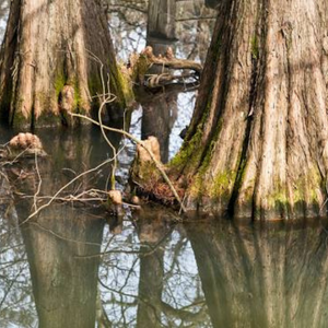 trees in water