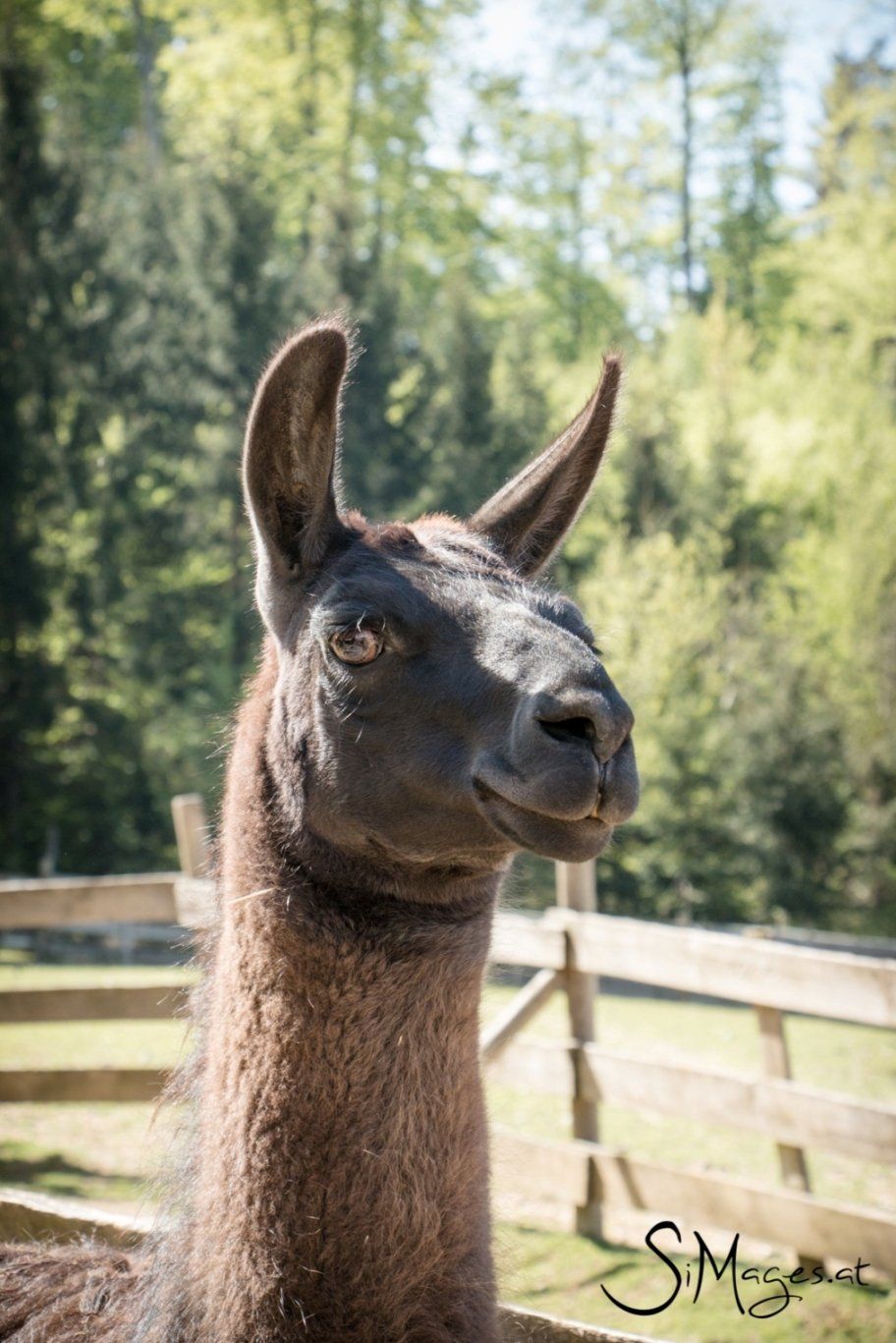 Cleopatra, Classic Lama