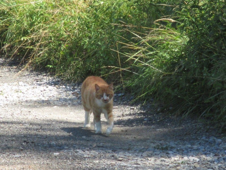 Felix Gargamel, der laut schnurrende Wandersbursche..zu jeder Jahreszeit...