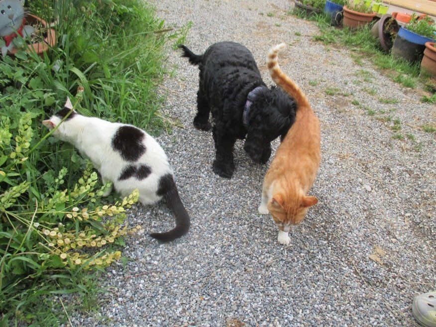 tägliche Freundschaftsbeweise mit Hund Nelly
