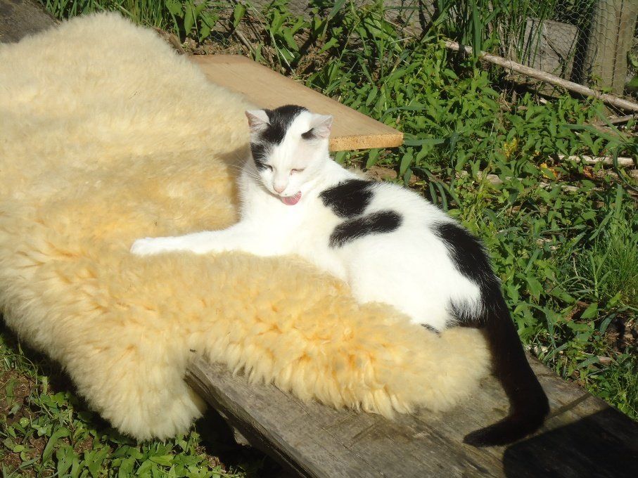 Milkiway, der verspielte Schmuser..