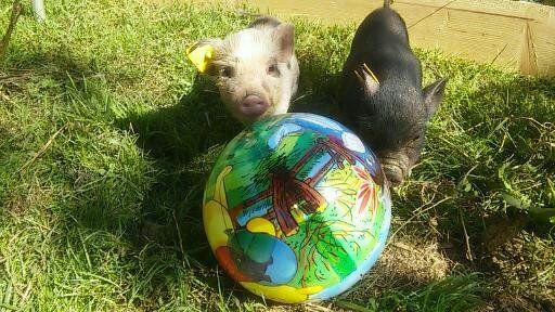 LandesKompetenzZentrum, Am Antoniushof, Mensch Tier Beziehung