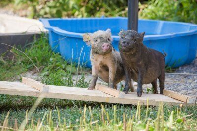LandesKompetenzZentrum, Am Antoniushof, Mensch Tier Beziehung