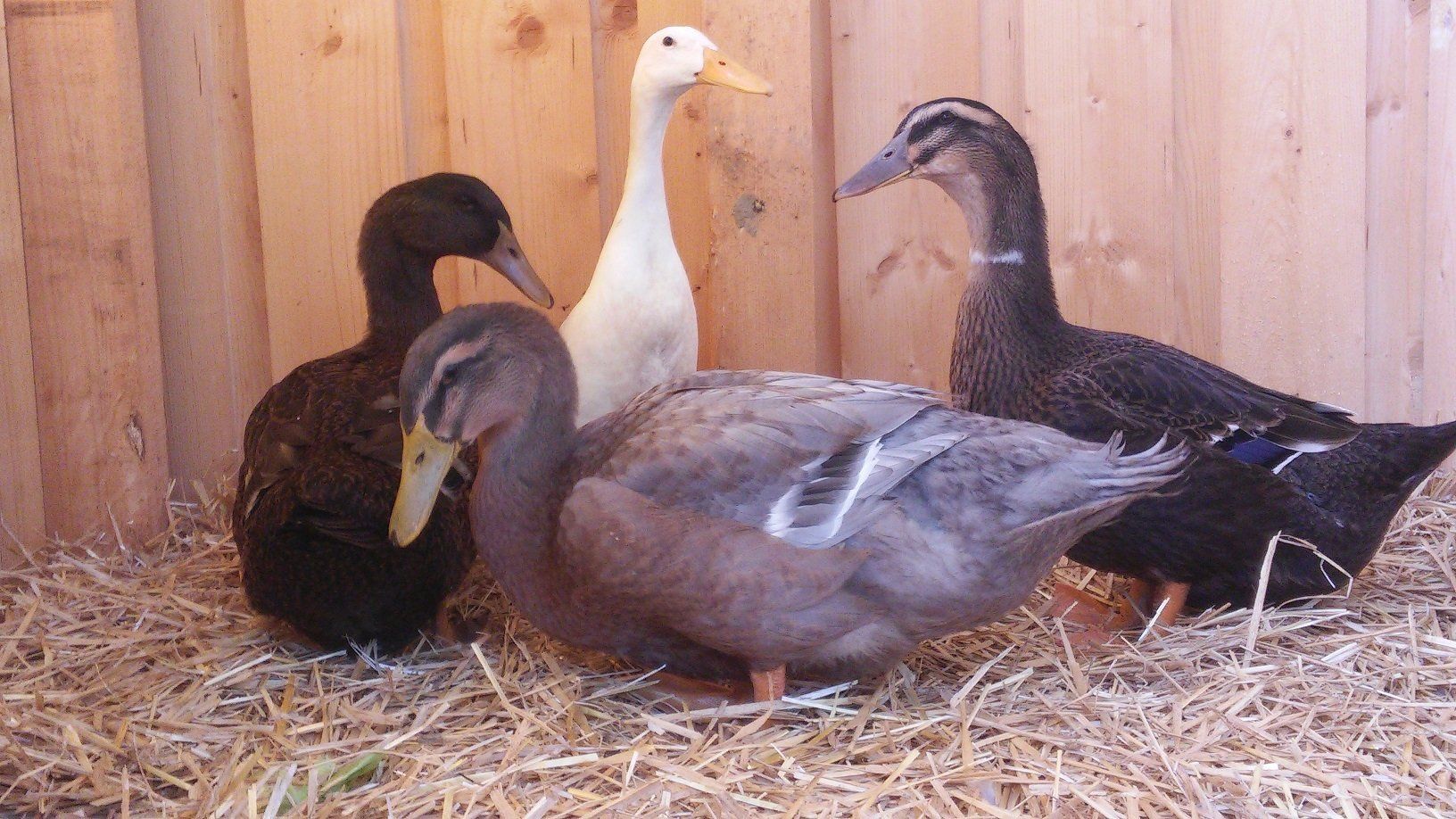 Rouen Ente und weiße Laufente