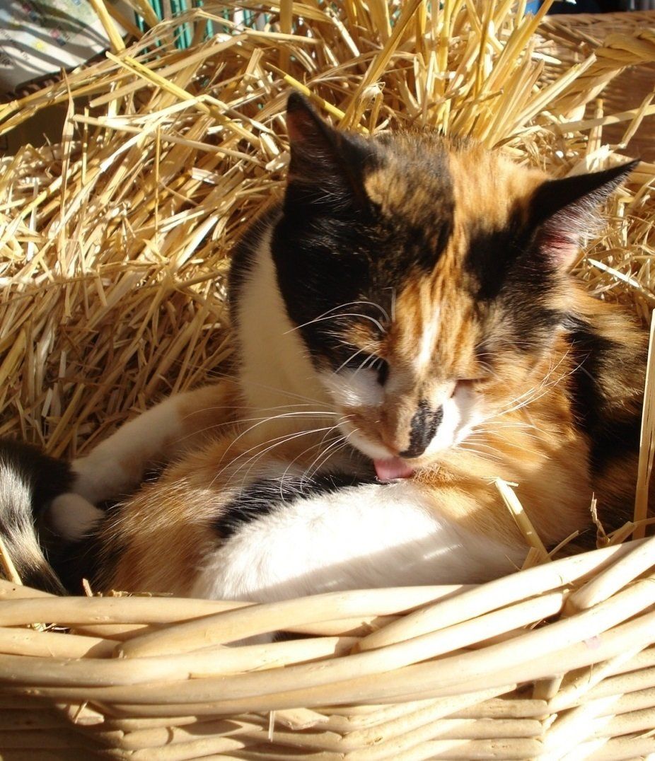 Tinga- liebt unsere Nachbarn ganz besonders..