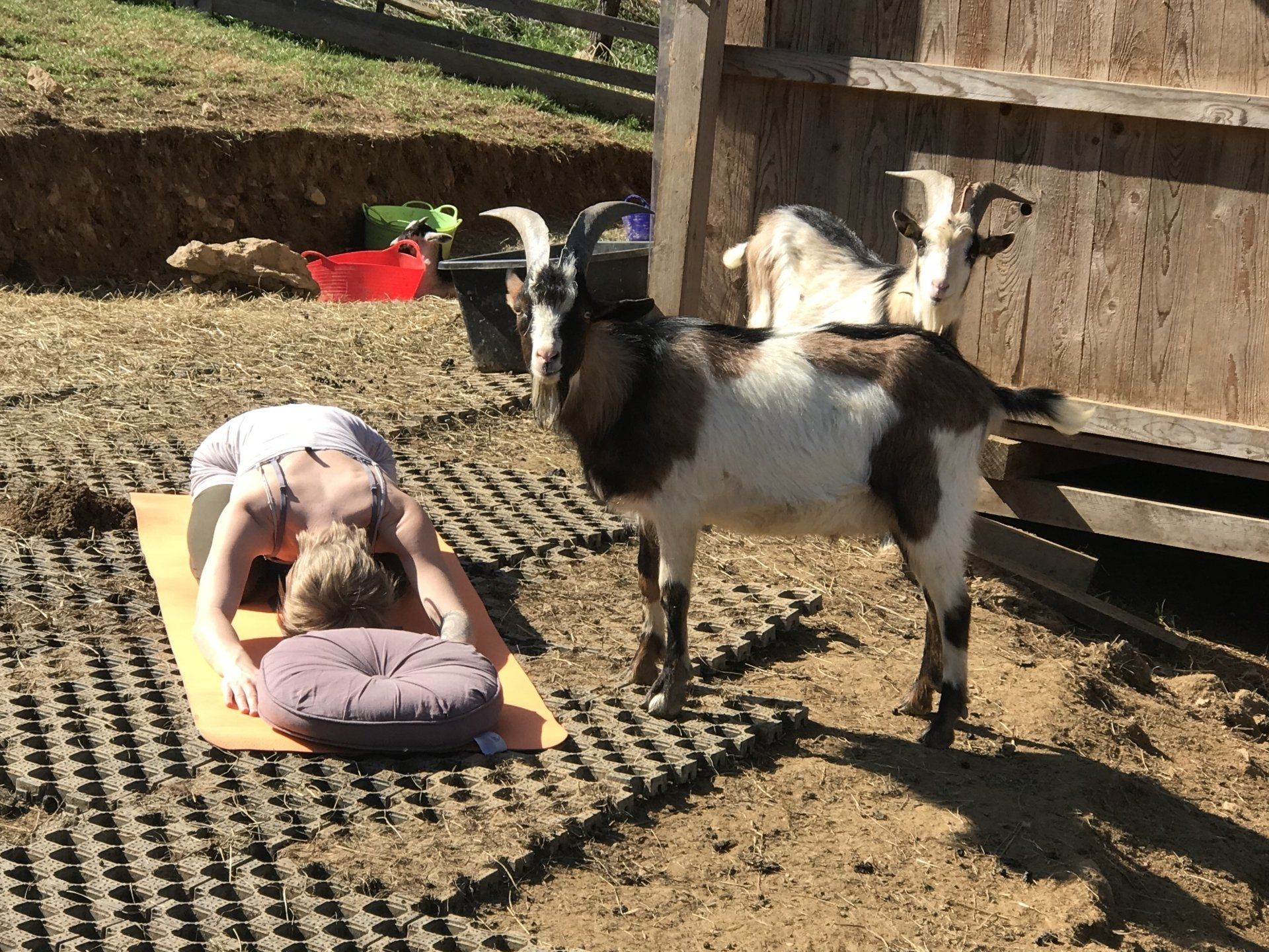 LandesKompetenzZentrum, Am Antoniushof, Mensch Tier Beziehung, Freizeitangebot