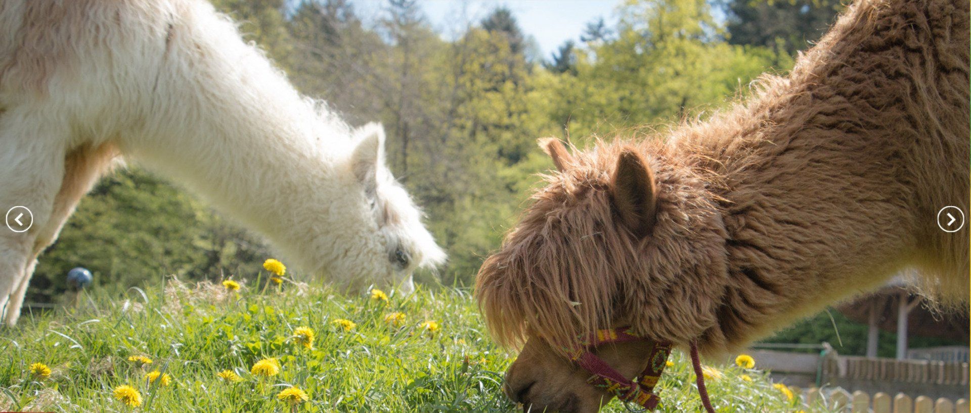 LandesKompetenzZentrum, Am Antoniushof, Mensch Tier Beziehung
