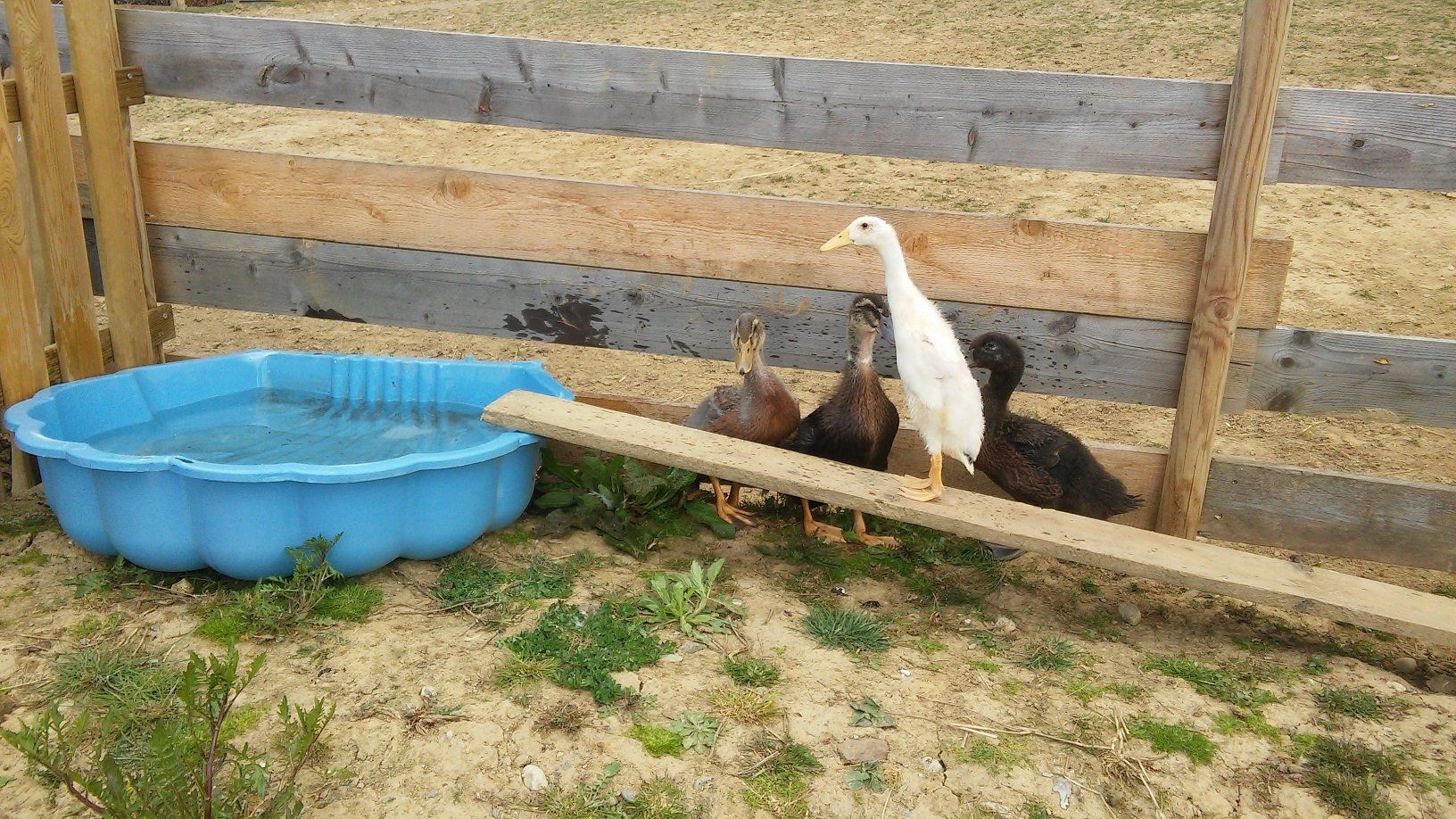 ein Balanceakt der Jungtiere