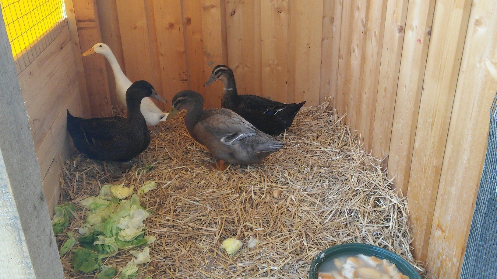 im Entenhaus