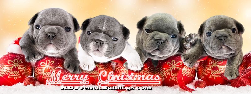 Christmas Frenchie Banner