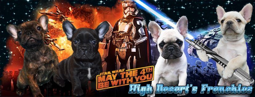HDFrenchie May The 4th
