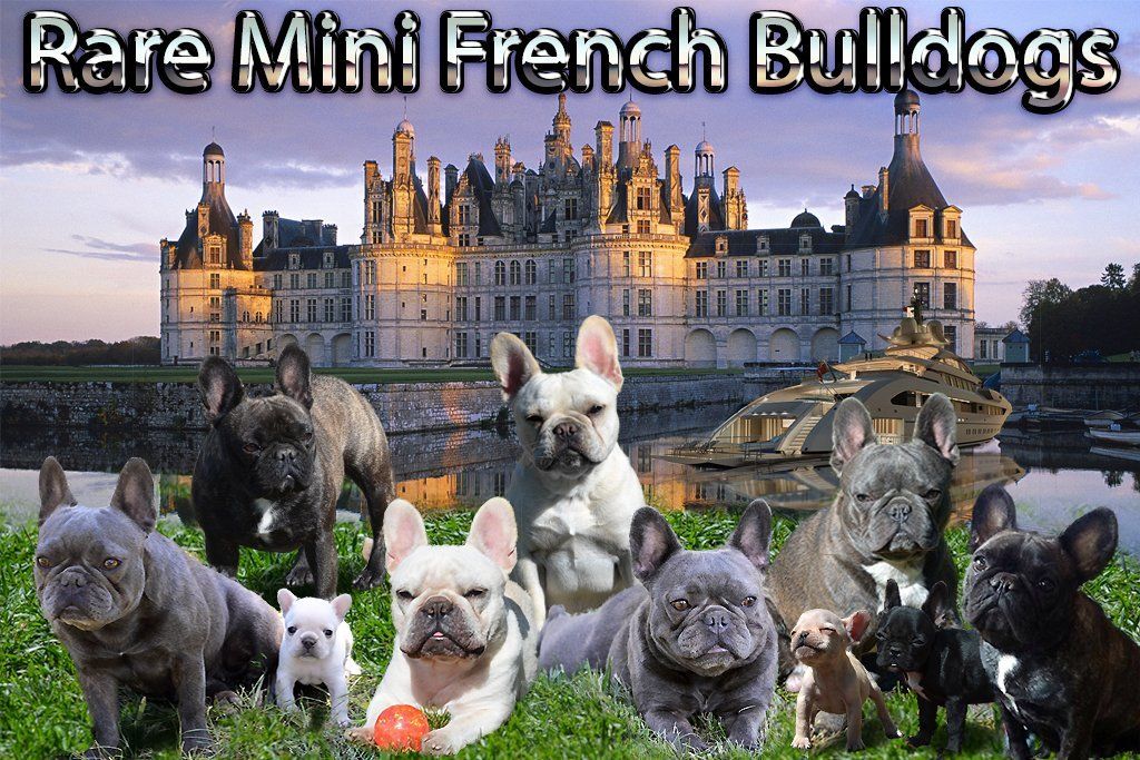 Rare Mini French Bulldogs