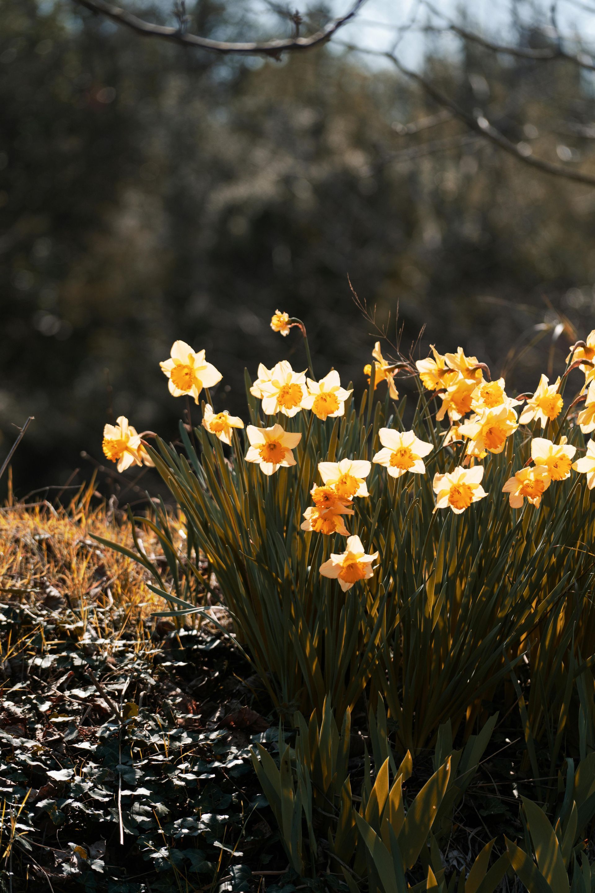 field of flowers