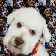 White fluffy dog wearing a red bandana, looking at the camera against a patterned dog-print blanket