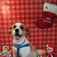 Happy dog in a blue harness before a red plaid holiday backdrop with small Christmas decorations