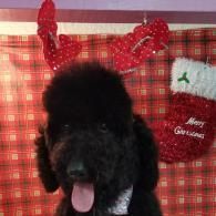 Black dog with red bow in front of red plaid Christmas backdrop and stockings