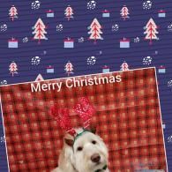 Merry Christmas card with a white dog wearing a red bow against a plaid background