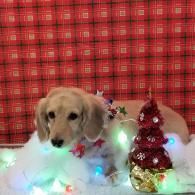 Golden retriever puppy in holiday lights beside a red Christmas tree on a red plaid backdrop