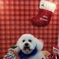 White dog in a purple collar sitting before a red plaid holiday backdrop with a Christmas stocking and elves