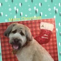 Dog in front of a red plaid Christmas stocking with “Merry Christmas” text on a teal snowy background