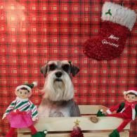 Dog in a red plaid holiday scene with two elves and a Christmas stocking backdrop