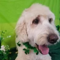 White fluffy dog with a green clover garland, panting against a bright green background