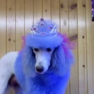 White poodle in a blue-purple wig and tiara, standing indoors against a wooden wall