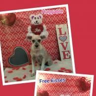 Small dog with heart prop on red Valentine collage, with “Huggable,” “LOVE,” and “Free kisses” text.