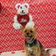 Small tan dog sitting in front of a white teddy bear on a red patterned backdrop