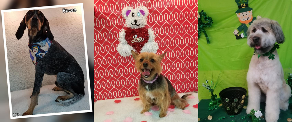 Three small dogs posed in costumes: one in a black jacket, one on red wallpaper, one on green grass with a hat.