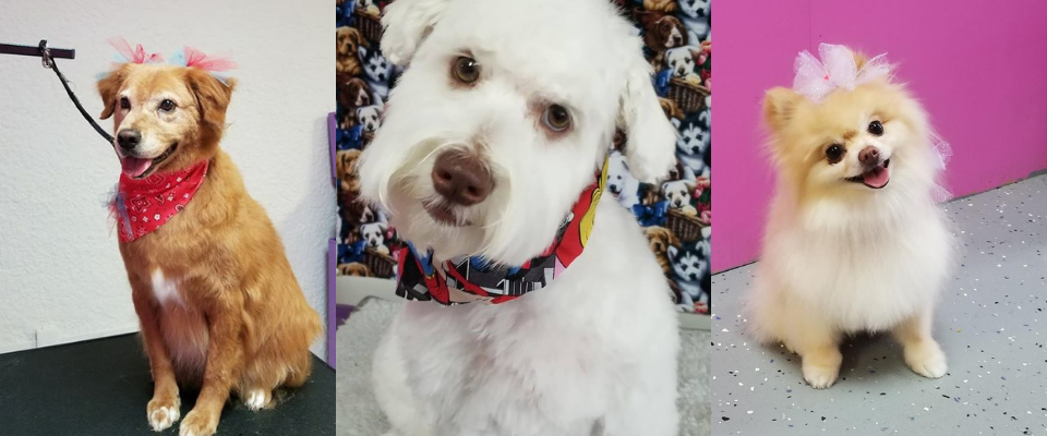 Three small dogs posing indoors: golden retriever mix, white poodle, and fluffy cream Pomeranian.